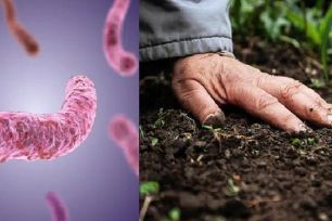 Bộ Y tế khuyến cáo khẩn sau 23 ca tử vong do bệnh “sốt đất” ở Thái Lan