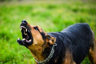 Đã có 3 người tử vong do bệnh dại, HCDC ra thông báo khẩn