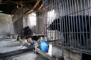 Cứu hộ thành công 2 cá thể gấu ngựa ở Nghệ An 