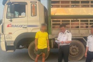 Kiểm tra đột xuất xe vận chuyển động vật, sản phẩm động vật