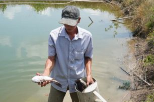 Cá chết hàng loạt quanh khu bơm cát thi công dự án Cảng hàng không Cà Mau