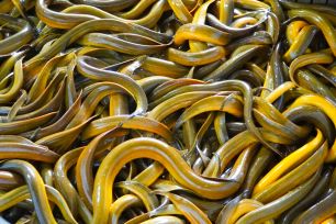 Hàng ngàn tấn lươn thương phẩm tại ĐBSCL “bí” đầu ra