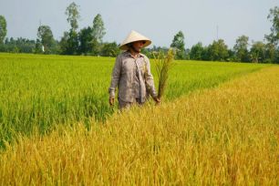 Hơn 22.000m2 lúa trổ bông, chết bất thường tại Đồng Tháp