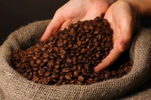 Giá cà phê nội địa đi ngang, Robusta và Arabica đồng loạt tăng