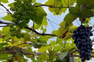 Đồng Tháp: Miễn phí tham quan vườn nho Ninh Thuận 