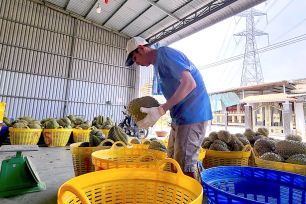 Sầu riêng Đồng Tháp rớt giá kỷ lục do nghẽn khâu kiểm định