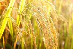 Bài học từ một ca từ