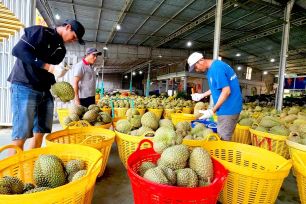 Xử lý nghiêm cơ sở kiểm nghiệm gây khó khăn, cản trở xuất khẩu sầu riêng
