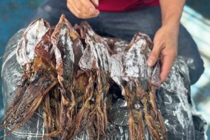 Quảng Ngãi: Giá mực xà tăng cao kỷ lục