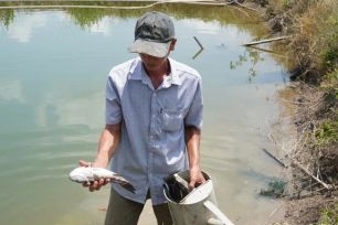 ACV phải bồi thường thiệt hại cá chết do thi công sân bay Cà Mau