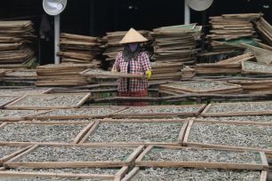 Làng biển Mũi Né vào mùa cá cơm