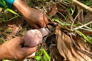 Lạc vào “thủ phủ” nấm tràm xứ Huế
