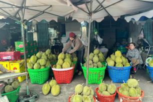 Đồng Tháp siết truy xuất nguồn gốc sầu riêng xuất khẩu