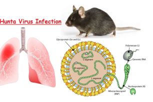 Việt Nam chưa ghi nhận ca mắc virus Hanta