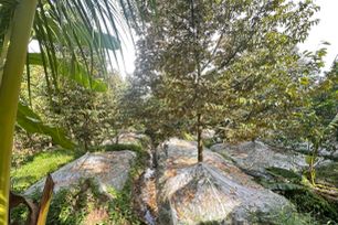 Đồng Tháp triển khai mô hình canh tác sầu riêng kiểm soát cadimi