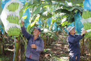 TPHCM: Trồng chuối xuất khẩu mang lại hiệu quả kinh tế cao