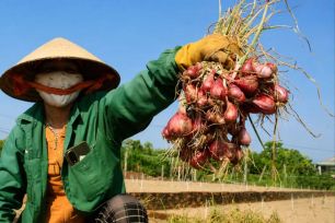 Nông dân trồng hành tím ở Quảng Ngãi trúng mùa, được giá