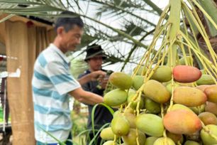 Chà là bén rễ vùng biên, mở lối đi mới cho nông dân