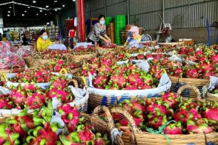 Giá thanh long giảm sâu đẩy nhiều nhà vườn thua lỗ