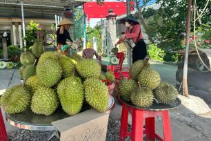 Đồng Tháp nâng chuẩn vùng trồng mở lối ra cho sầu riêng