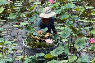 Sức sống mới từ đồng sen