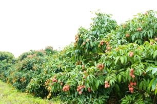 Vải thiều Bắc Ninh hướng tới chinh phục thị trường khó tính