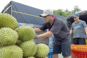 ĐBSCL: Giá sầu riêng tăng trở lại