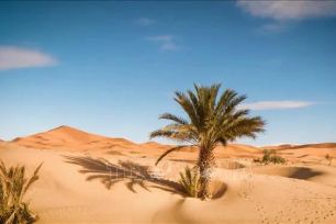 Gần 50 người chết khát giữa sa mạc Sahara 