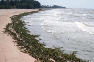 Bãi biển Hồ Tràm tràn ngập lục bình và rác thải