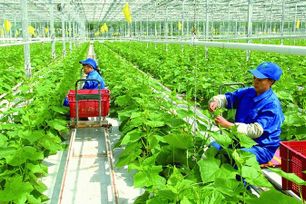 Chính phủ phê duyệt Chương trình phát triển kinh tế tập thể giai đoạn 2026-2030